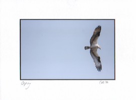 Osprey photo - Cate