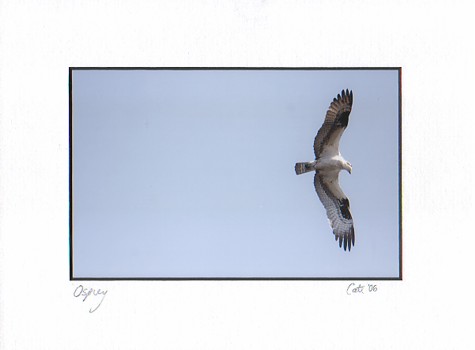 Osprey photo - Cate