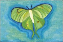 Luna Moth