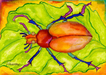 Scarab Beetle postcards